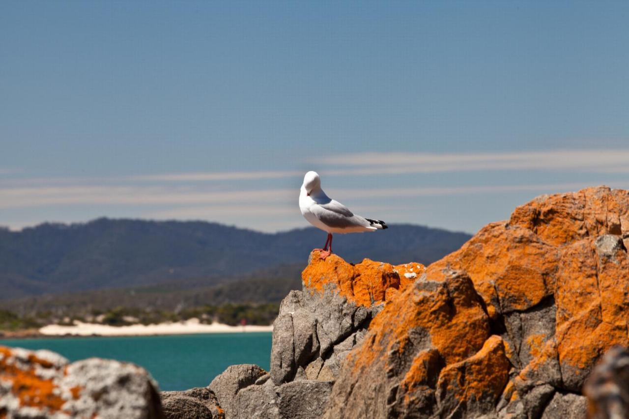 Pearl Hawley Beach Villa Port Sorell Exterior foto